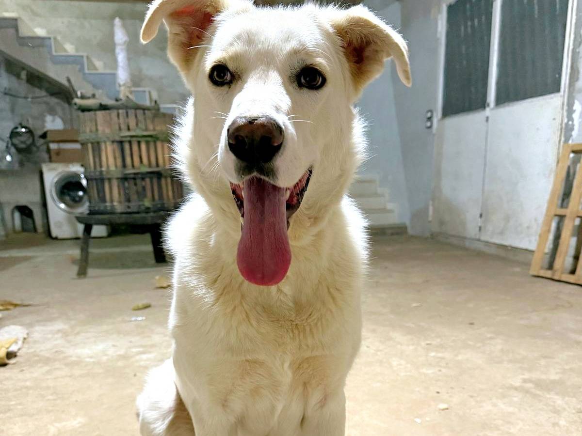 Vuoi adottare un cane a Vibo?