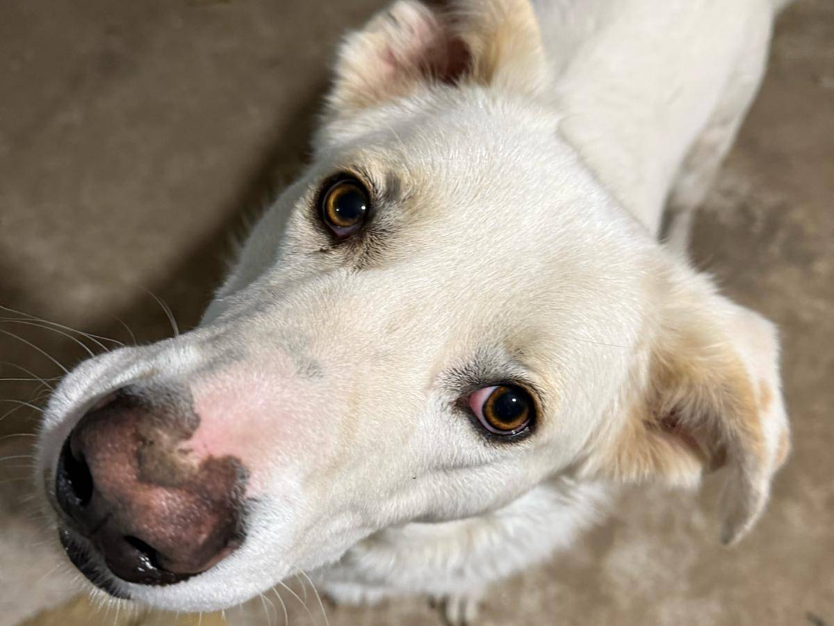 Adotta il cane DOLCISSIMO TEO  a Vibo