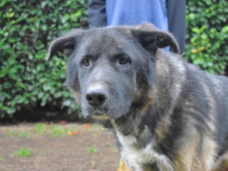 Adotta un cane, maschio, 5 anni  e 2 mesi , Roma