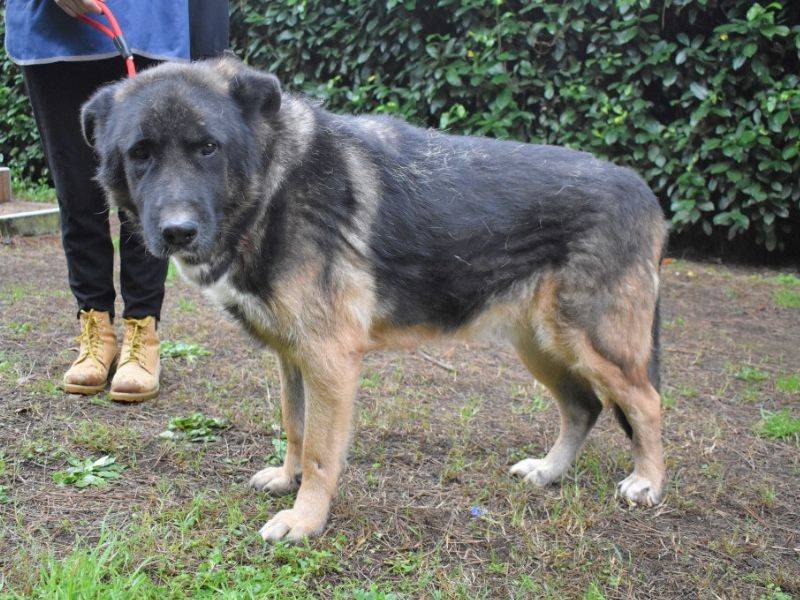 Adotta un cane, taglia grande, maschio, Roma