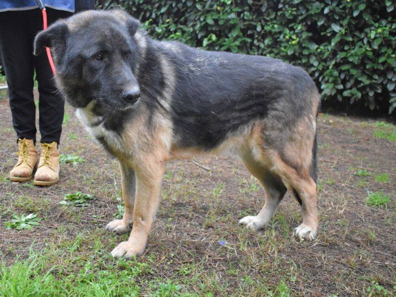 Vuoi adottare un cane a Roma?