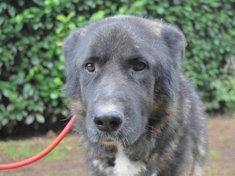 Adotta il cane Faxon a Roma
