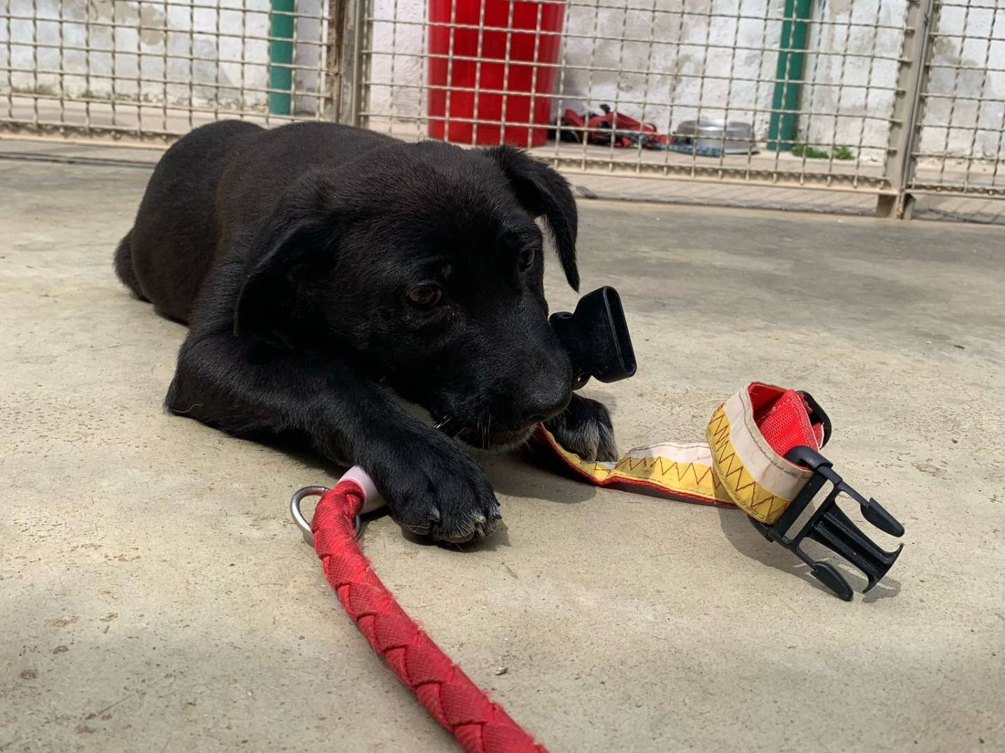 Adotta un cane, femmina, 5 mesi, Caserta