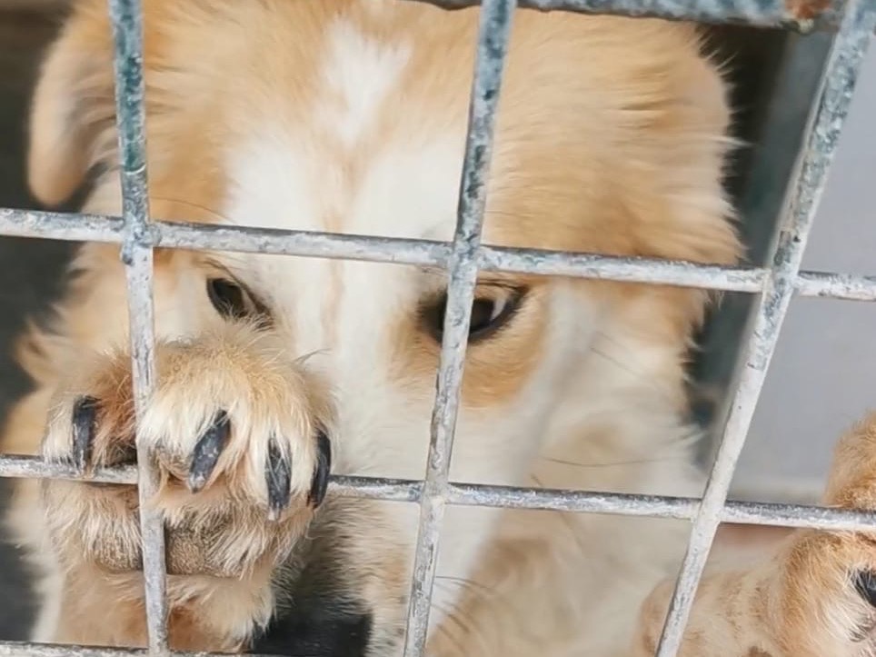 Adozione cane, maschio, Razza sconosciuta Razza sconosciuta, 2 anni  e 11 mesi , taglia media contenuta, Bari