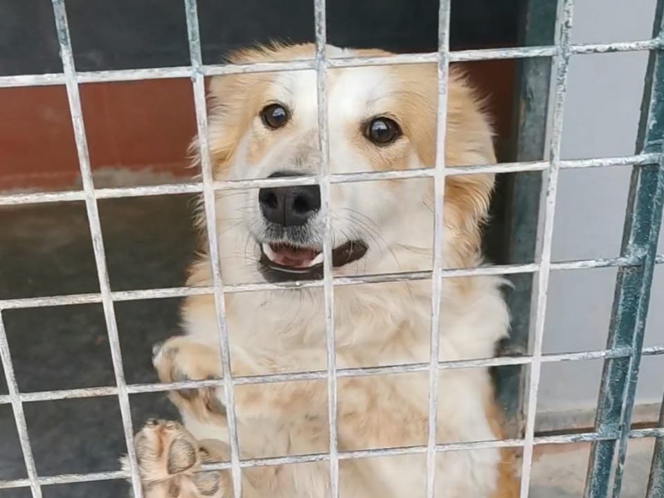 Adotta un cane, maschio, 2 anni  e 11 mesi , Bari