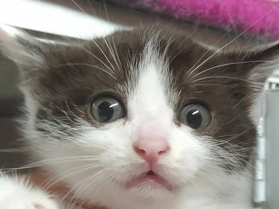 Adotta un gatto, maschio, 5 mesi, Milano