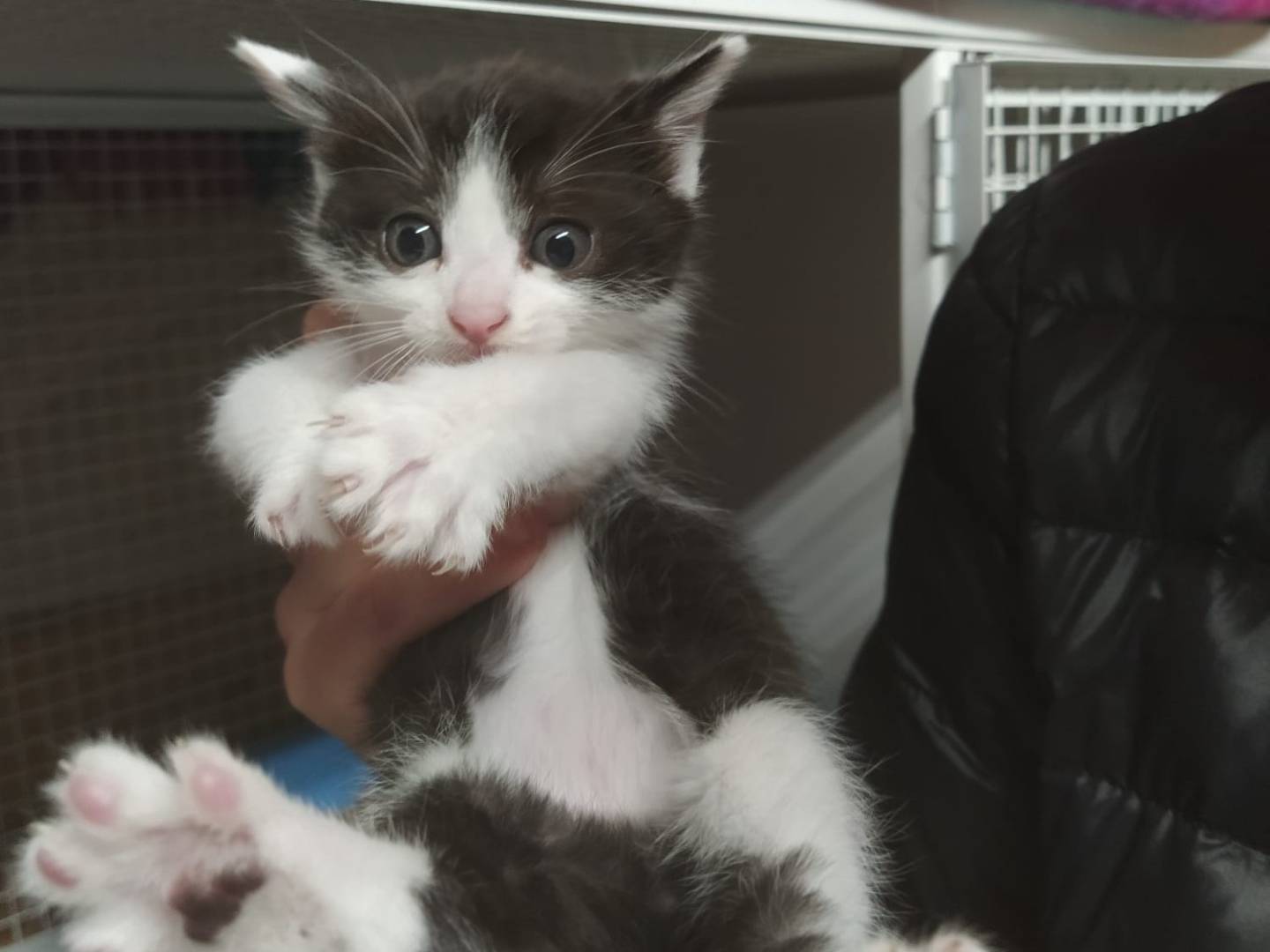 Adotta un gatto, taglia non valida, maschio, Milano