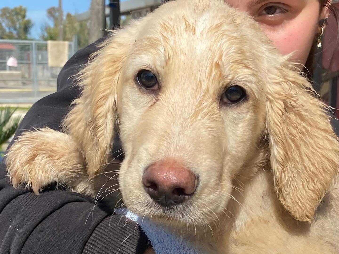 Adozione cane, maschio, Golden Retriever Razza sconosciuta, 1 anno e 5 mesi, taglia grande, Latina