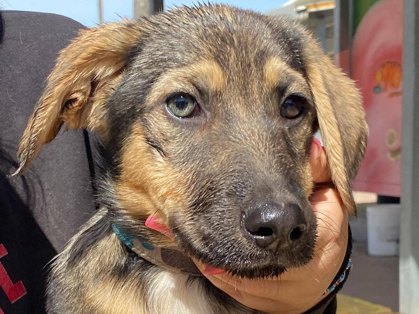 Adozione cane, femmina, Razza sconosciuta Razza sconosciuta, 1 anno e 5 mesi, taglia media, Latina