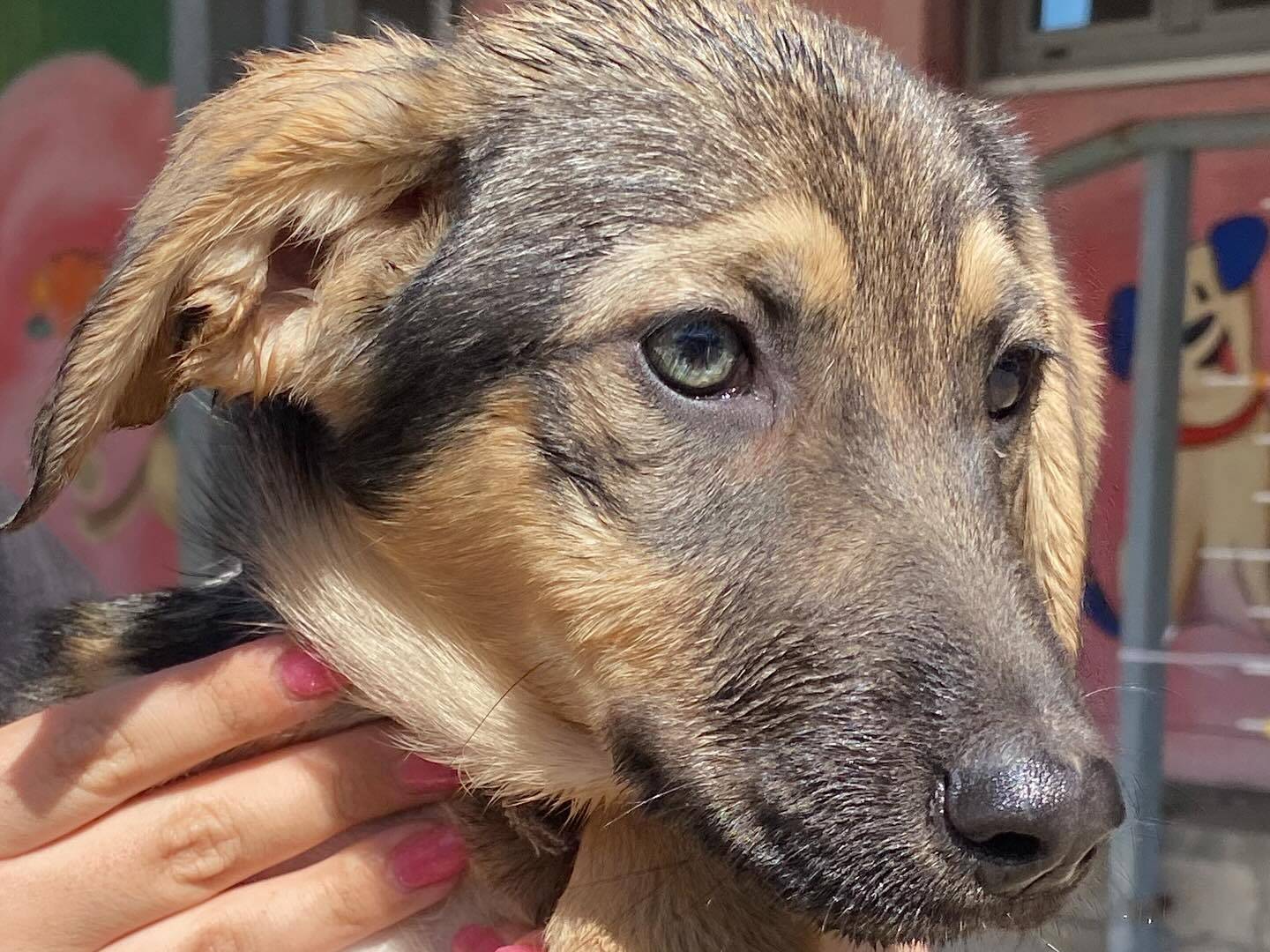 Adotta un cane, femmina, 1 anno e 5 mesi, Latina