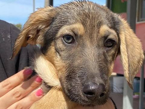 Adotta un cane, taglia media, femmina, Latina