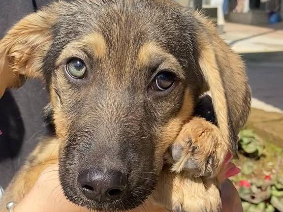 Vuoi adottare un cane a Latina?