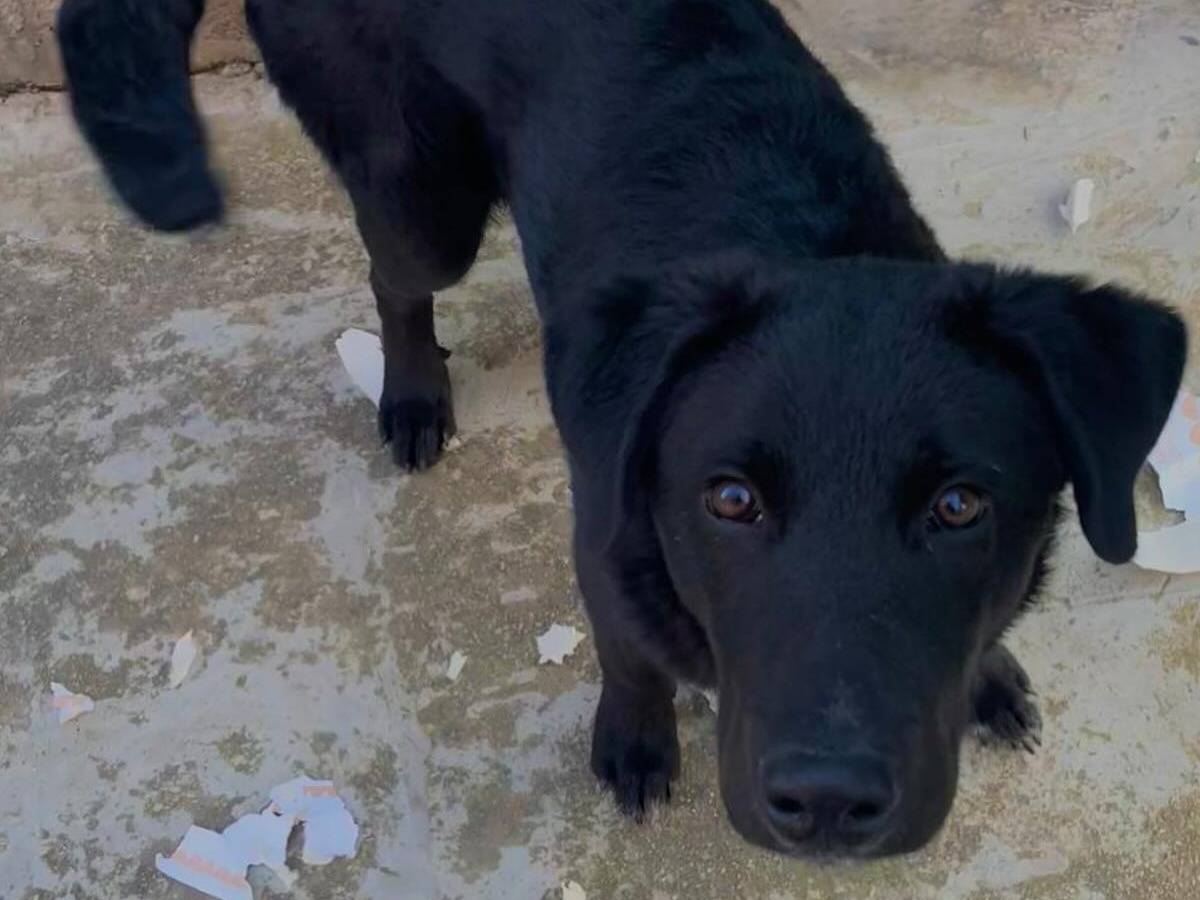 Vuoi adottare un cane a Latina?