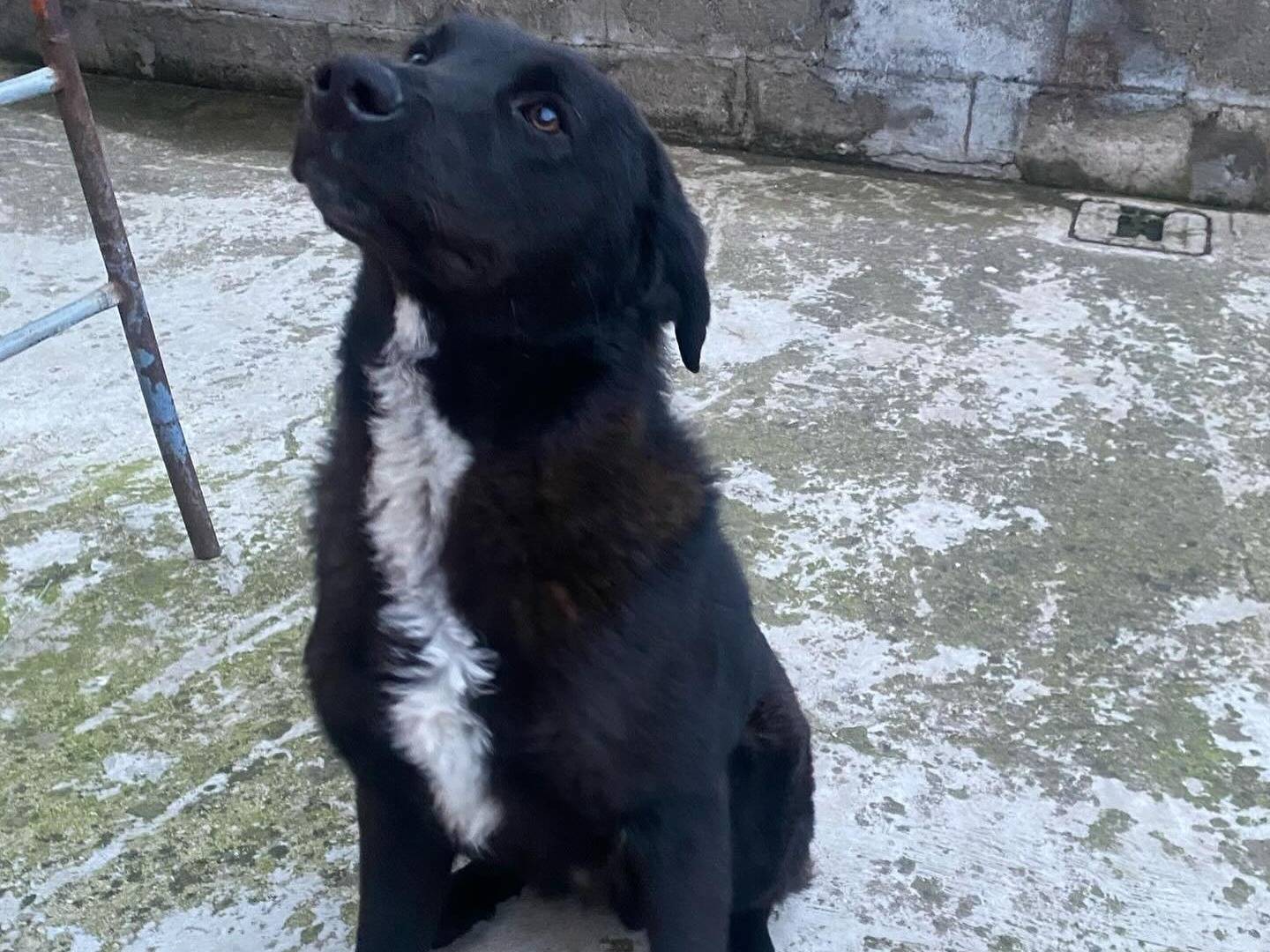 Adotta il cane ARES a Latina