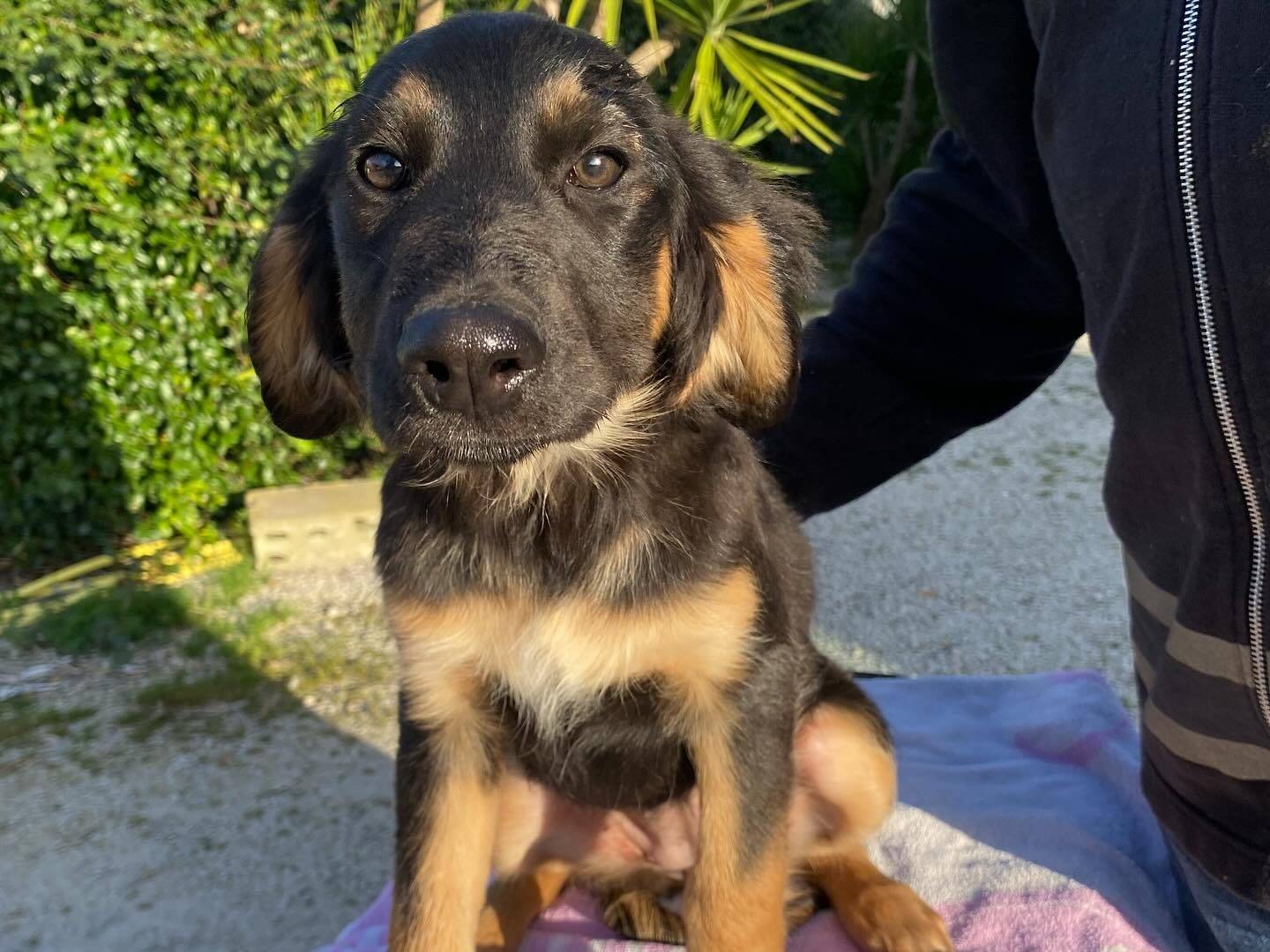 Adozione cane, femmina, Razza sconosciuta Razza sconosciuta, 1 anno e 5 mesi, taglia media, Latina