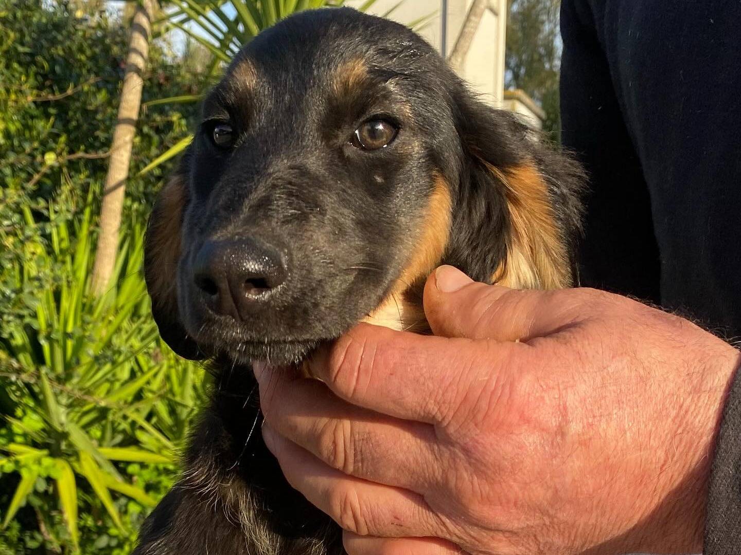 Adotta un cane, femmina, 1 anno e 5 mesi, Latina