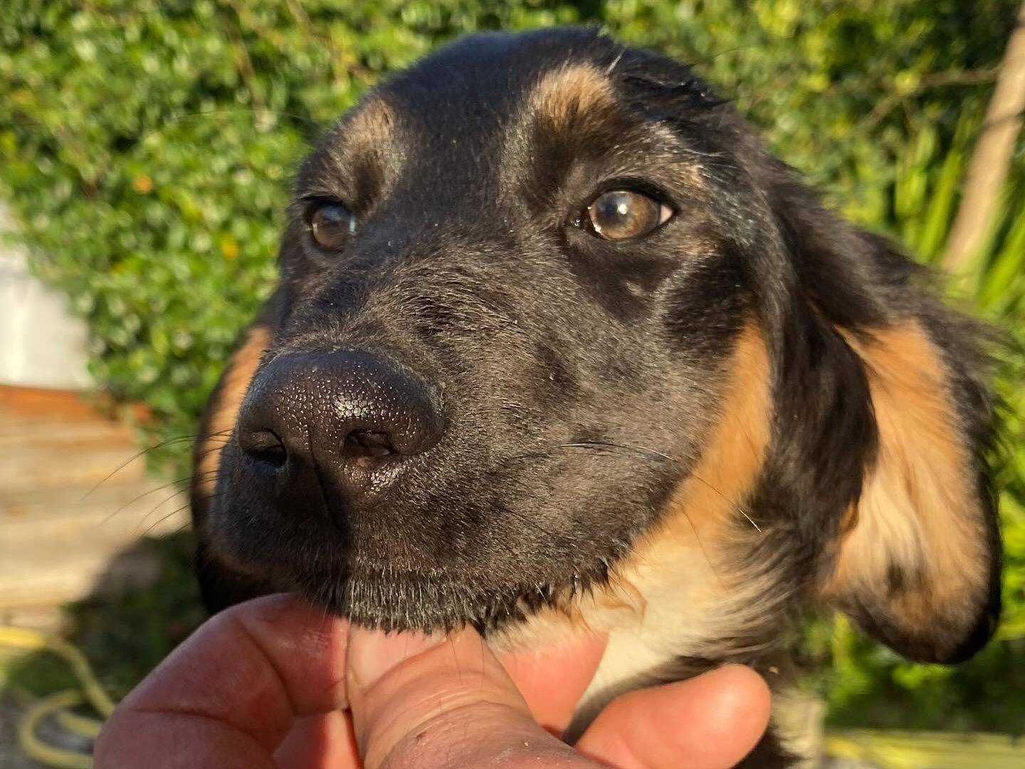 Adotta un cane, taglia media, femmina, Latina