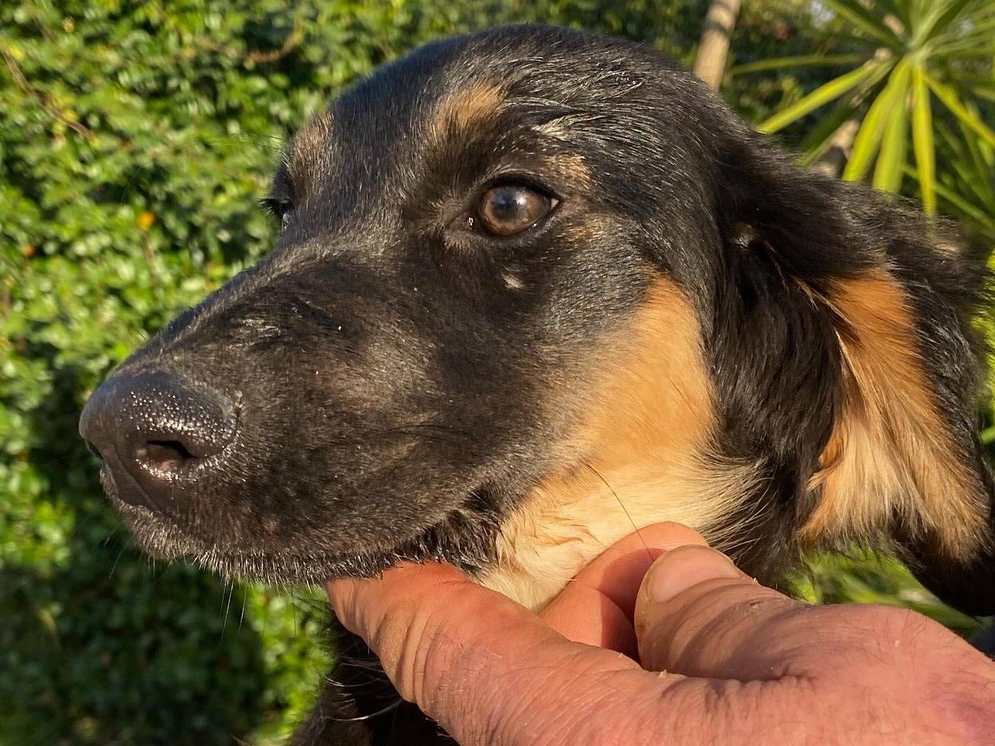 Vuoi adottare un cane a Latina?