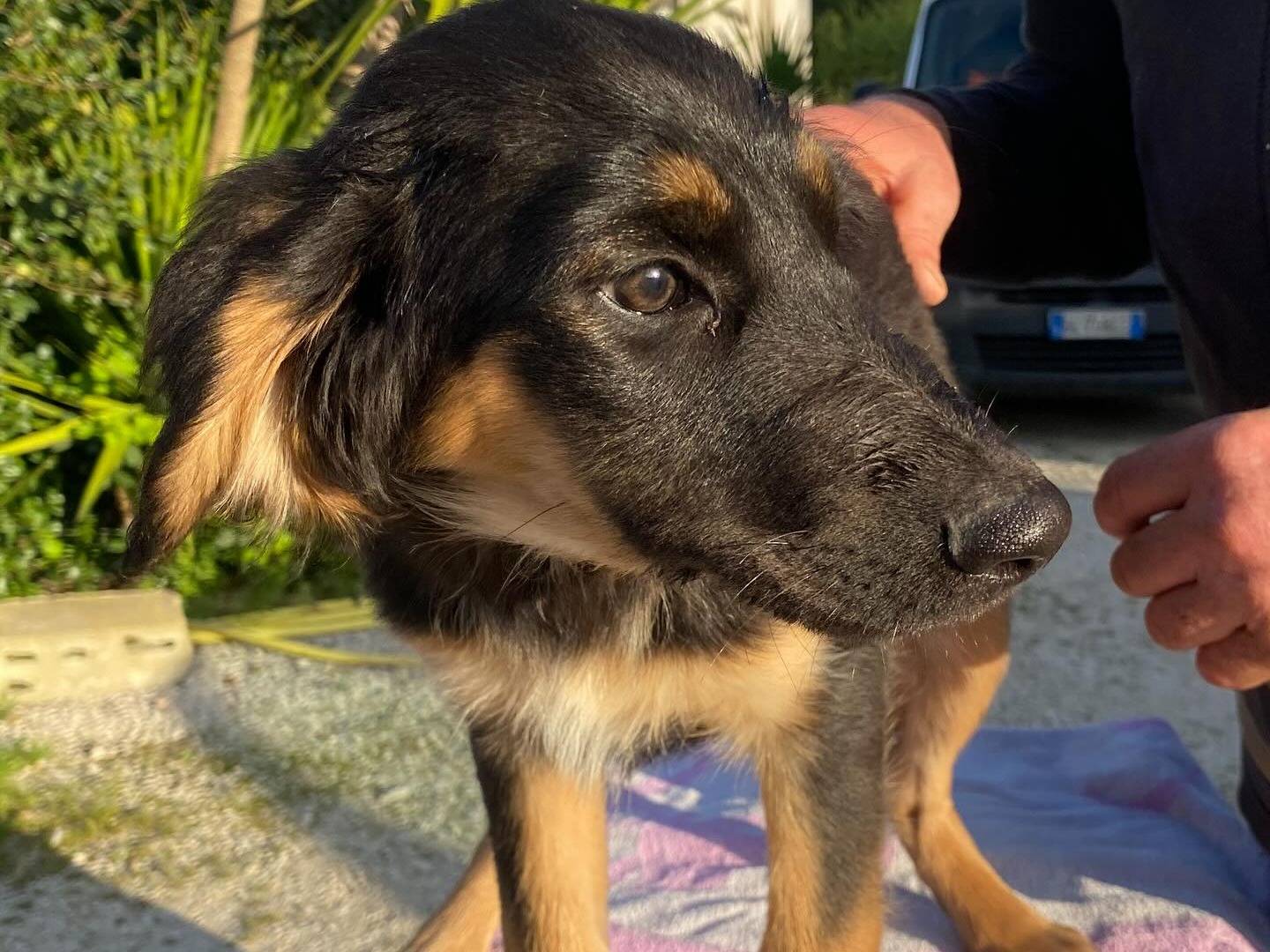 Adotta il cane Alma a Latina