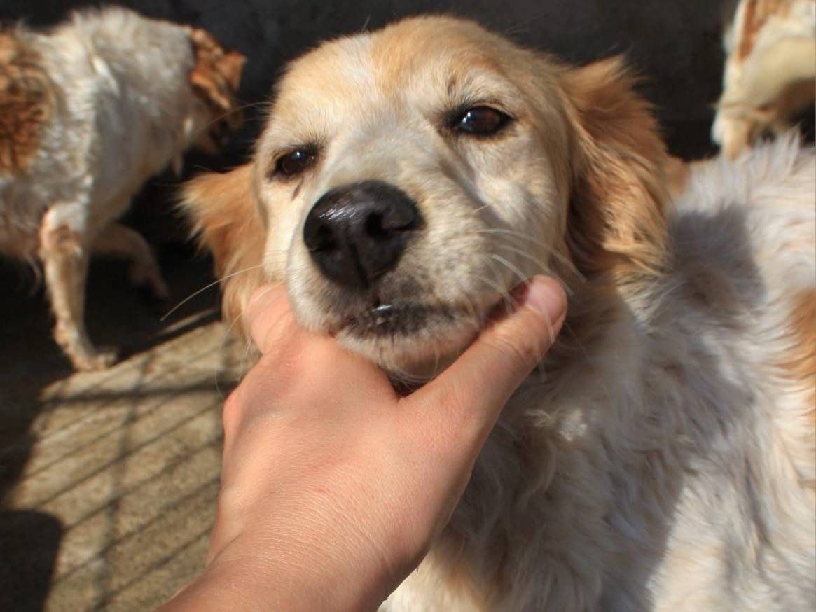 Adozione cane, femmina, Razza sconosciuta Razza sconosciuta, 9 anni e 1 mese, taglia media, Crotone