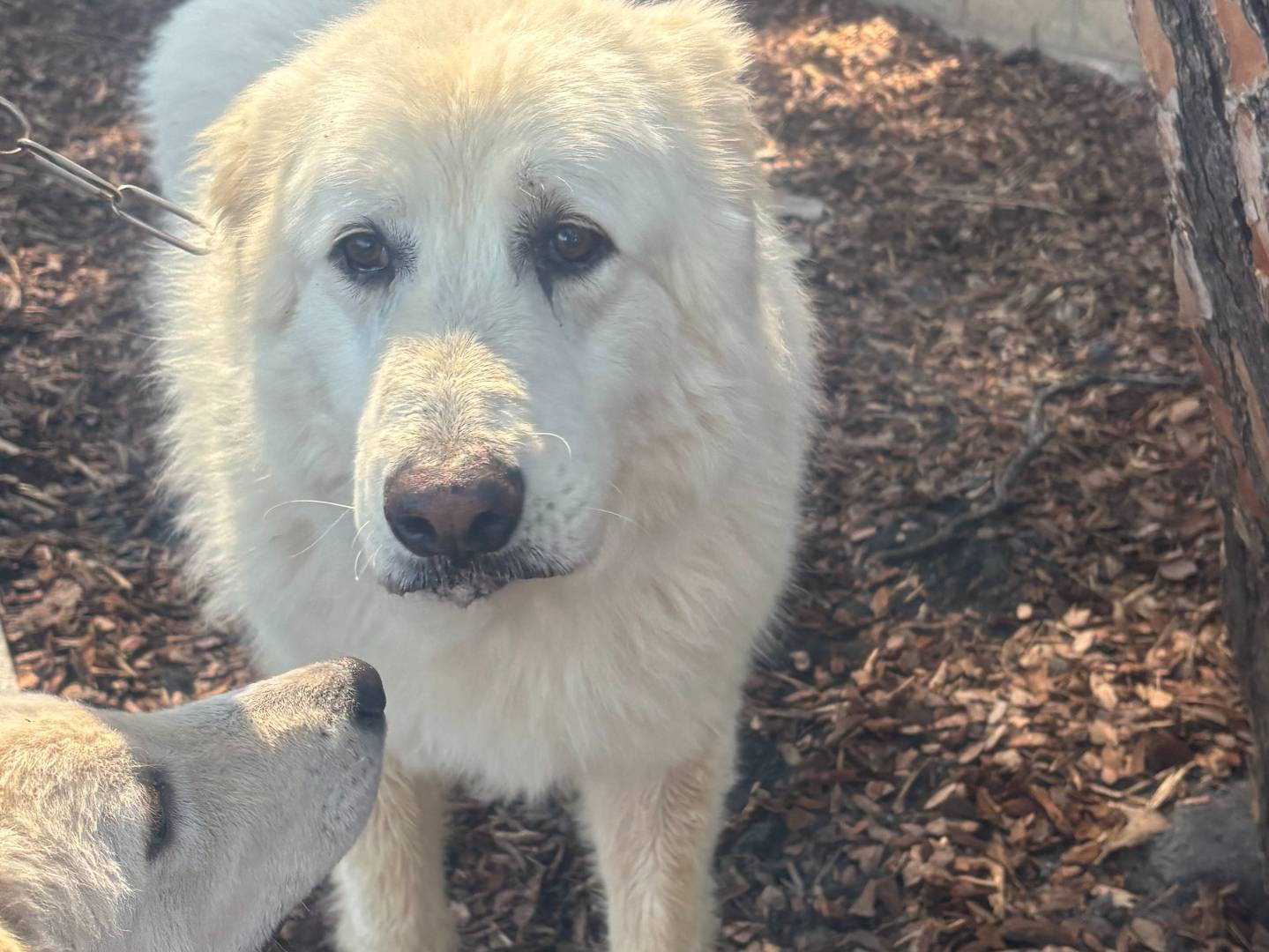 Adotta un cane, maschio, 12 anni  e 4 mesi , Roma