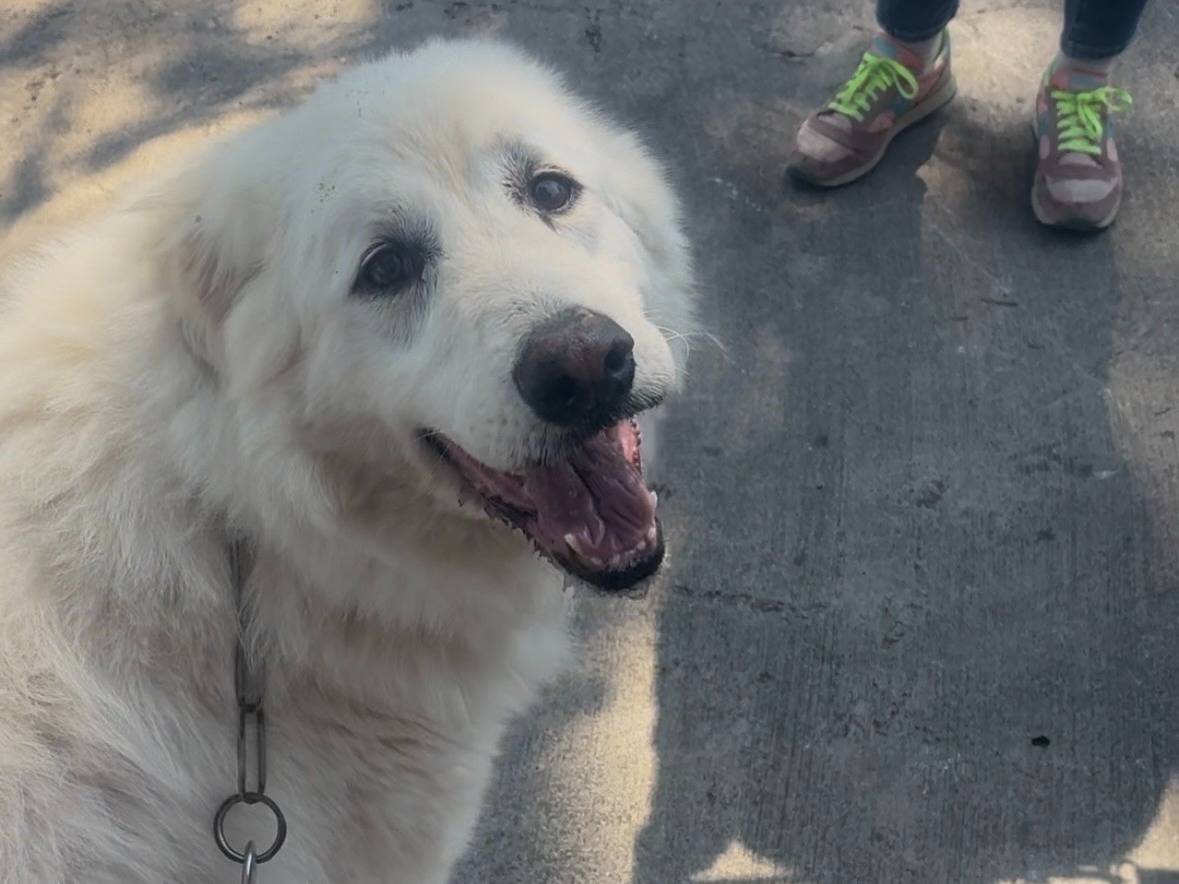 Adotta un cane, taglia gigante, maschio, Roma