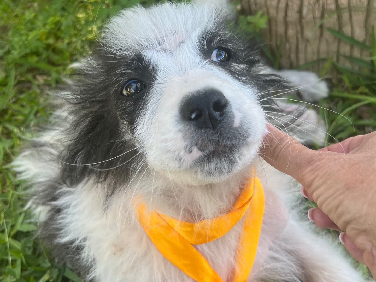 Vuoi adottare un cane a Siracusa?