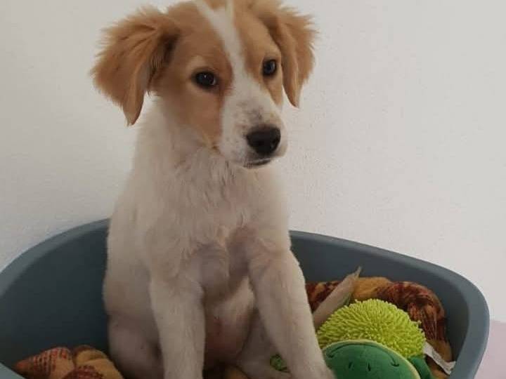 Foto dell'animale