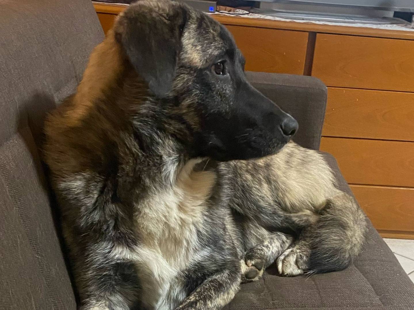 Adotta un cane, maschio, 10 mesi, Varese