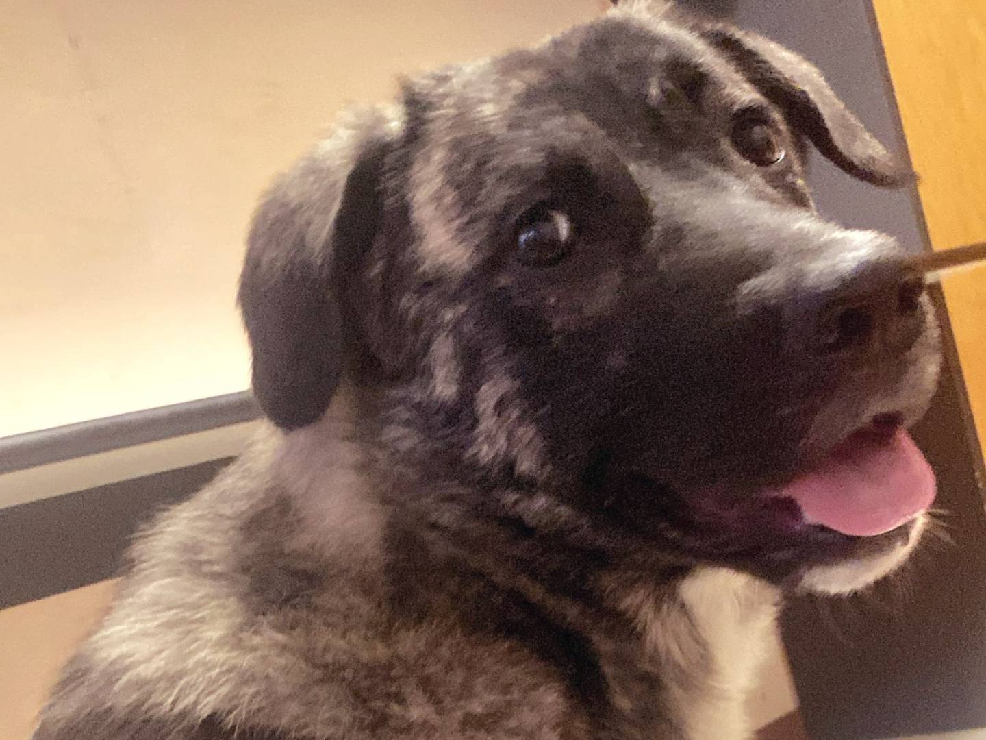 Adotta un cane, taglia grande, maschio, Varese
