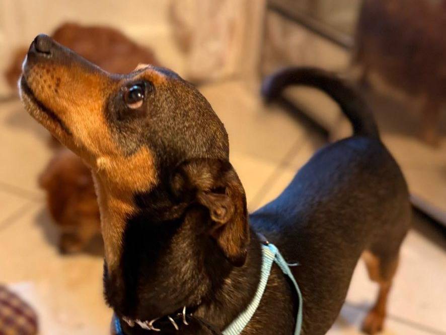 Adozione cane, femmina, Pinscher Razza sconosciuta, 5 anni e 4 mesi, taglia piccola, Firenze
