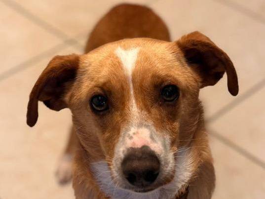 Adozione cane, maschio, Razza sconosciuta Razza sconosciuta, 2 anni e 4 mesi, taglia piccola, Firenze