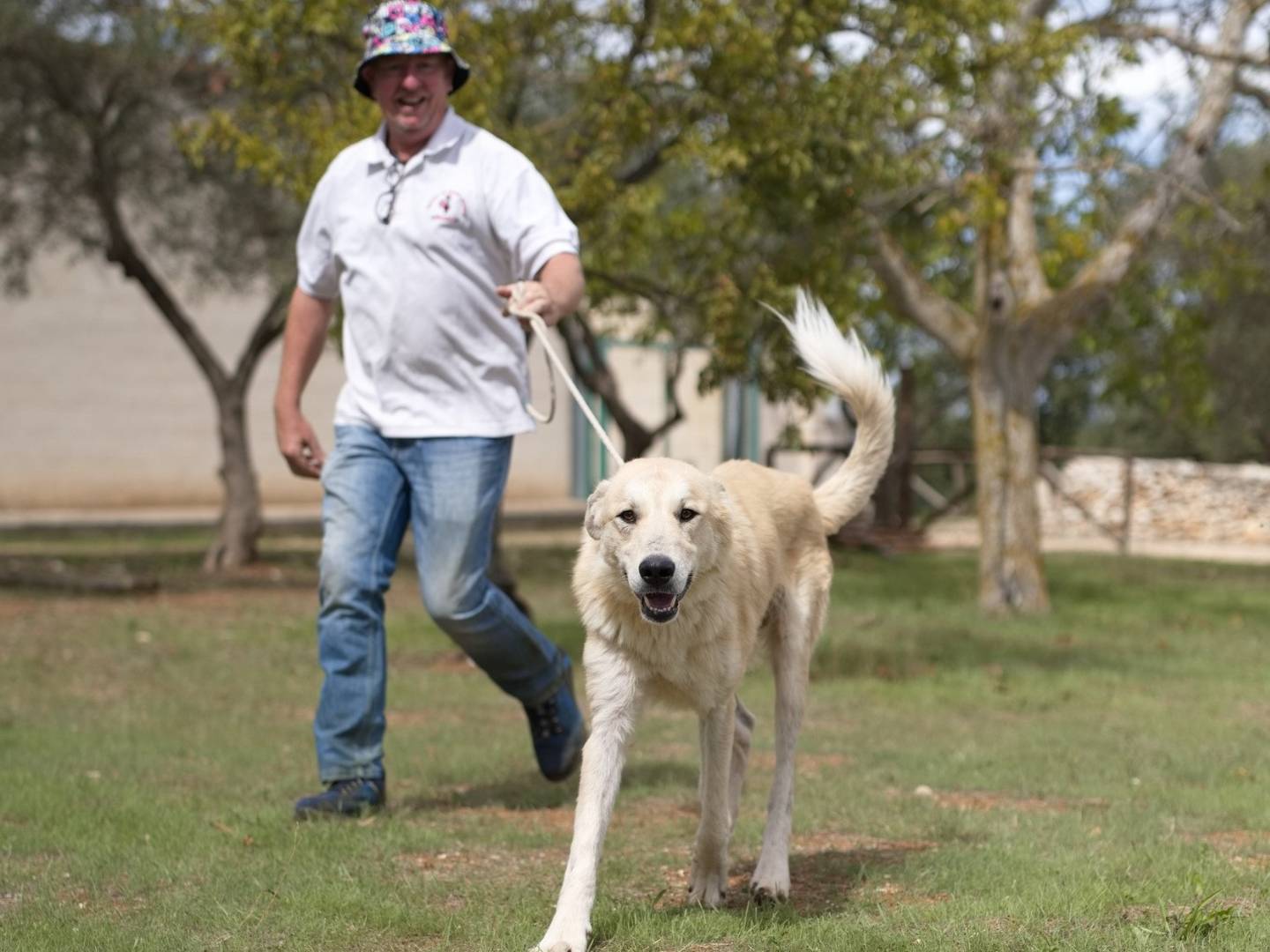 Adotta un cane, maschio, 1 anno e 6 mesi , Bari