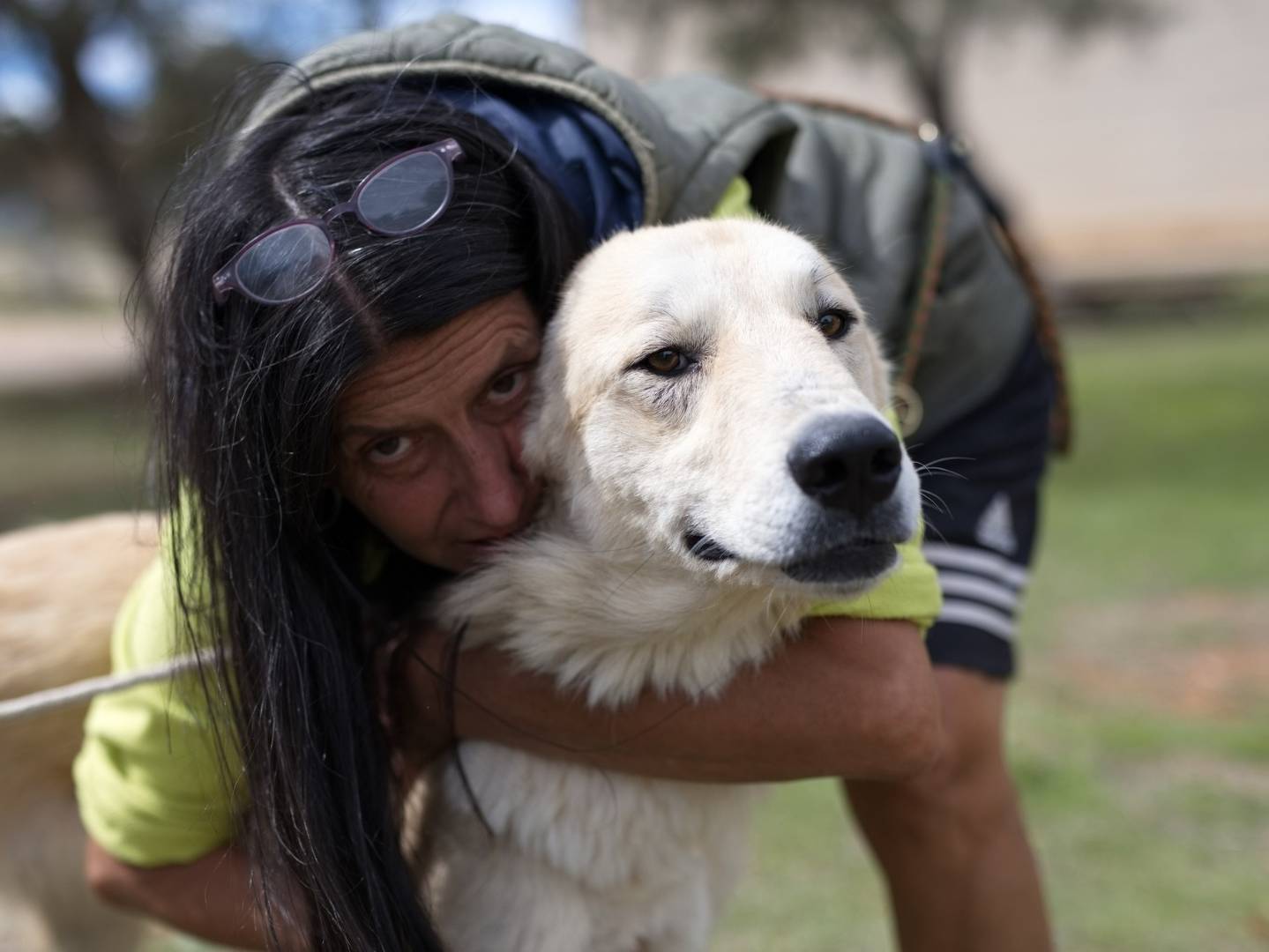 Adotta un cane, taglia gigante, maschio, Bari