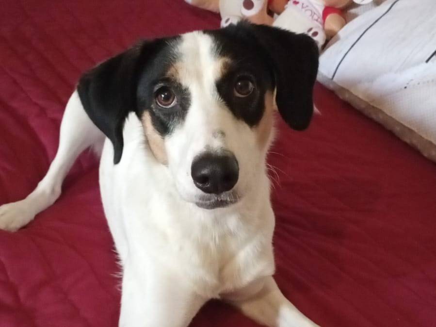 Adotta un cane, taglia media, femmina, Napoli