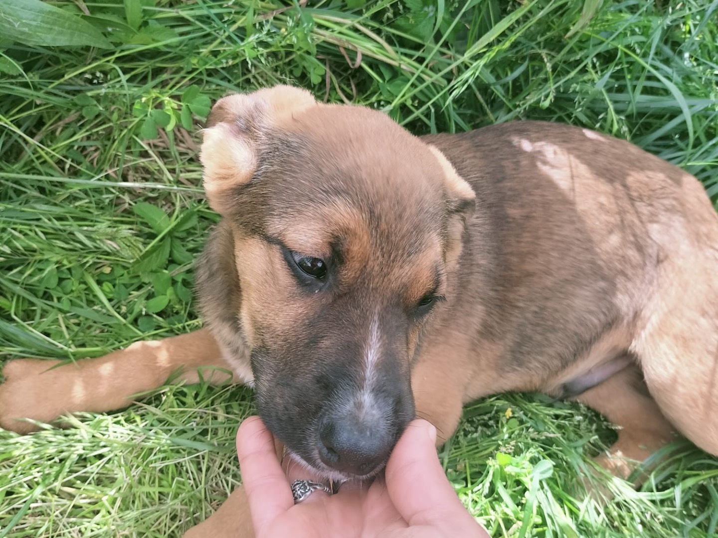 Adotta un cane, maschio, 4 mesi, Vibo