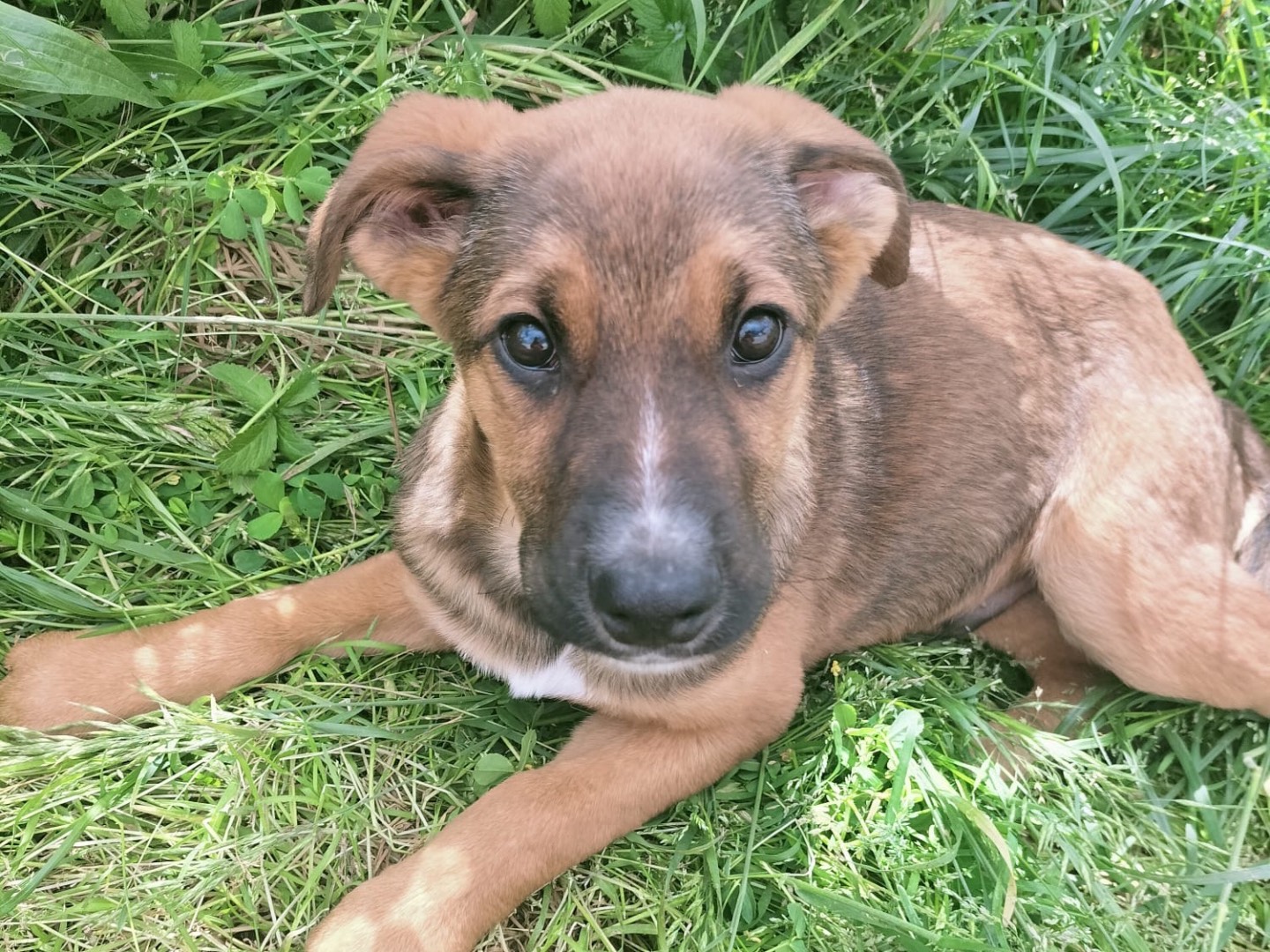Adotta un cane, taglia media, maschio, Vibo