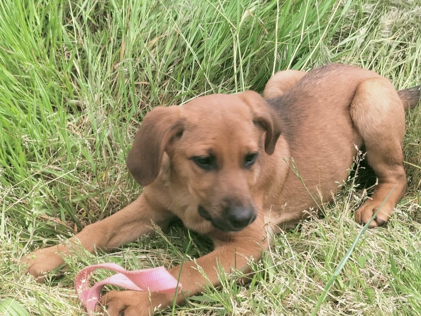 Adotta un cane, femmina, 4 mesi, Vibo