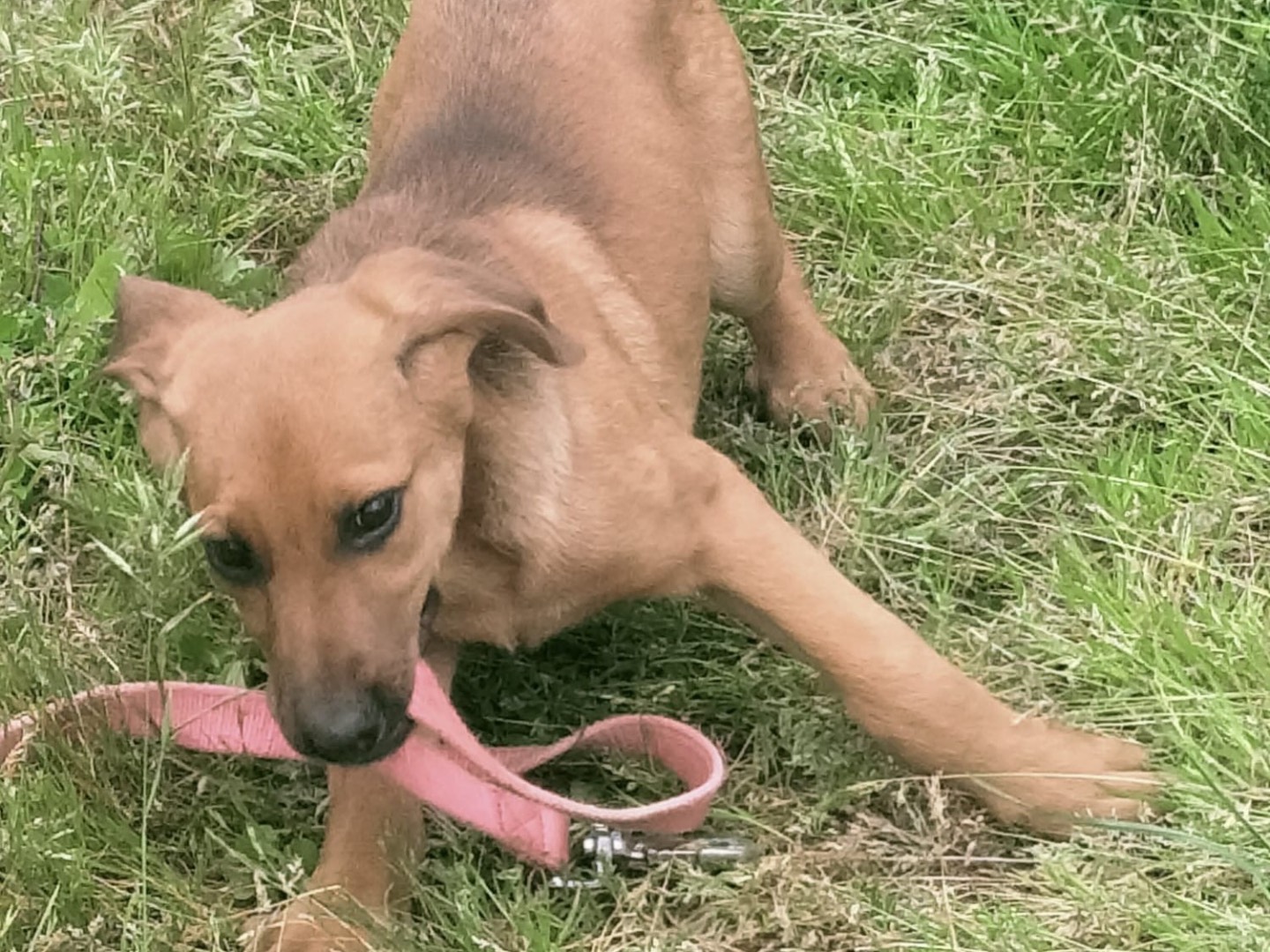 Adotta un cane, taglia media, femmina, Vibo