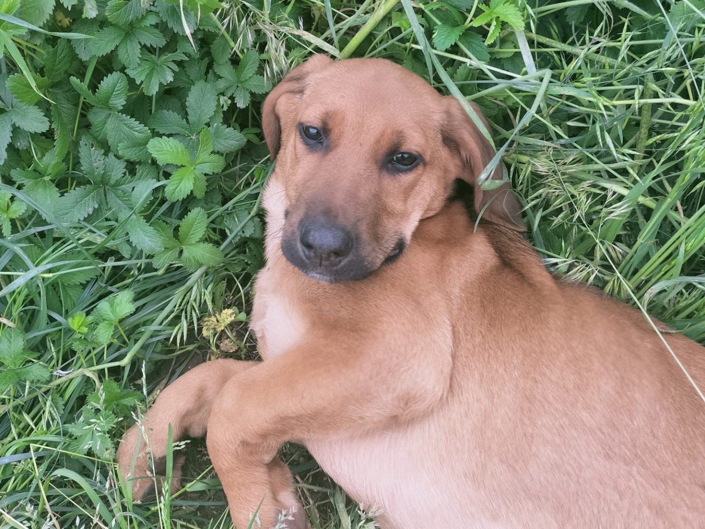 Vuoi adottare un cane a Vibo?