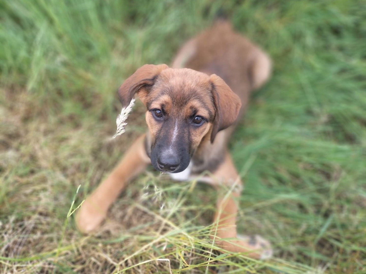 Adotta un cane, taglia media, femmina, Vibo