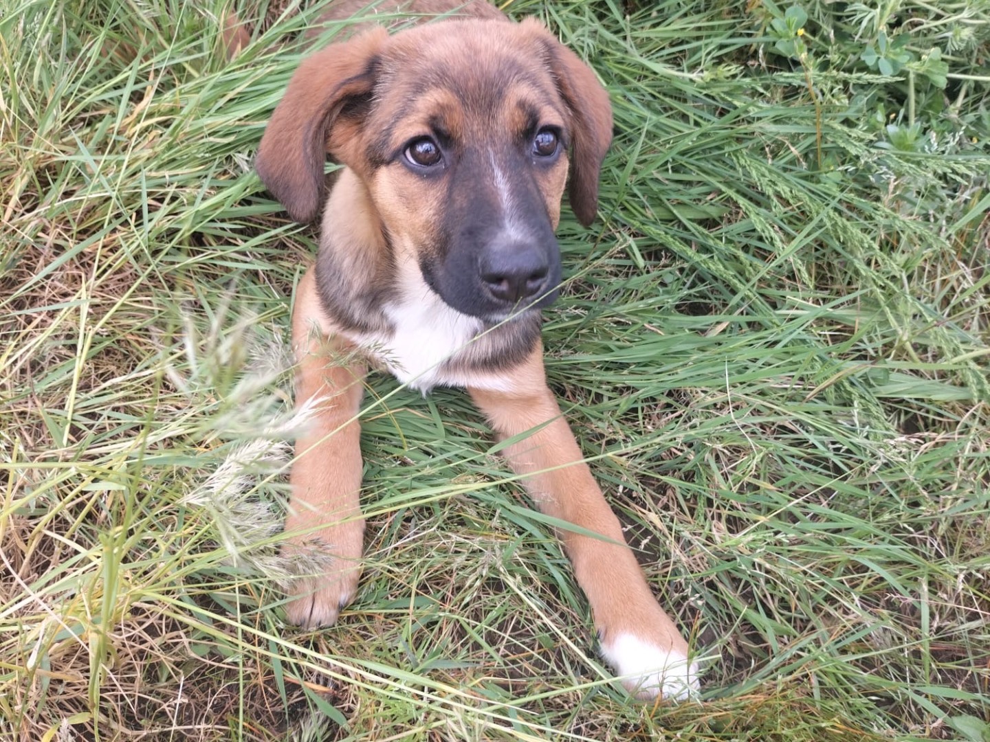 Vuoi adottare un cane a Vibo?