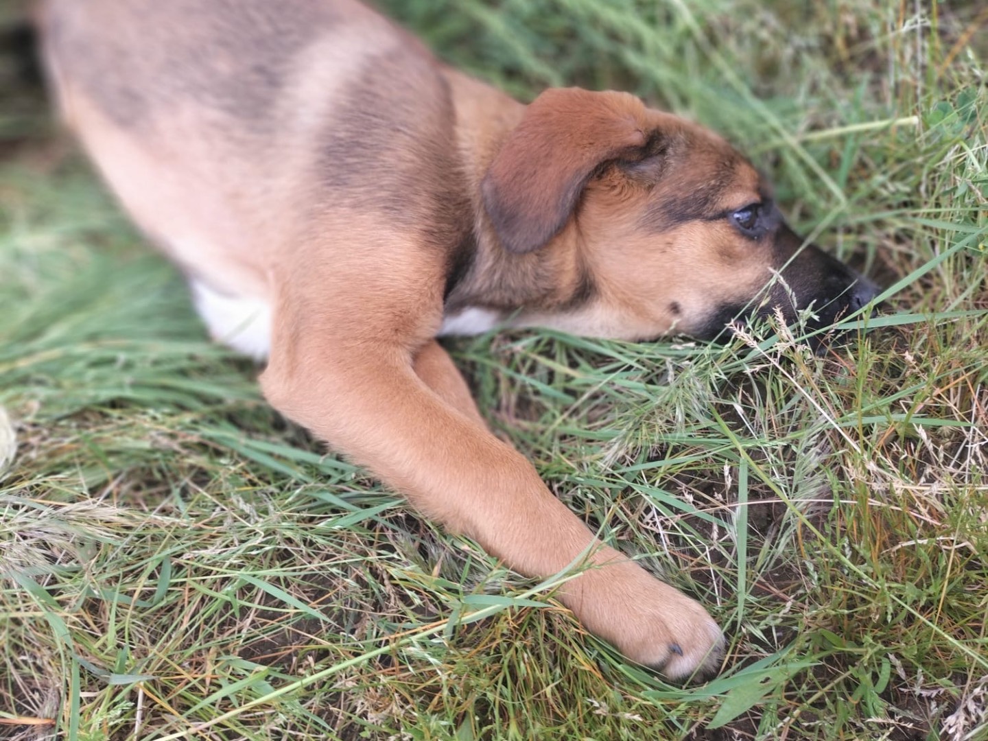 Adotta il cane Luna a Vibo