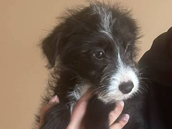 Adozione cane, maschio, Razza sconosciuta Razza sconosciuta, 7 mesi, taglia piccola, Grosseto