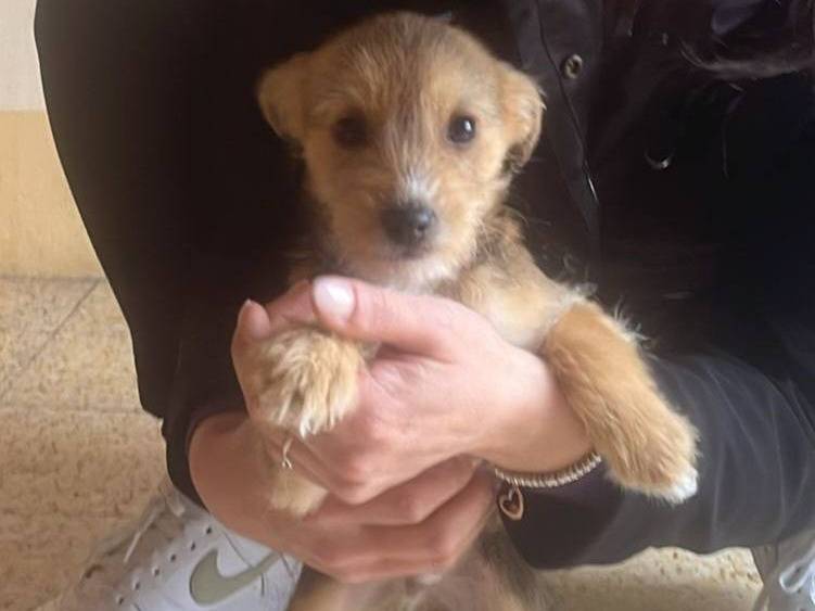 Adozione cane, maschio, Razza sconosciuta Razza sconosciuta, 7 mesi, taglia piccola, Grosseto