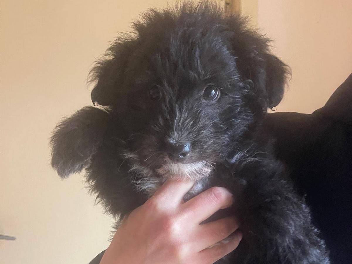 Adozione cane, maschio, Razza sconosciuta Razza sconosciuta, 7 mesi, taglia piccola, Grosseto