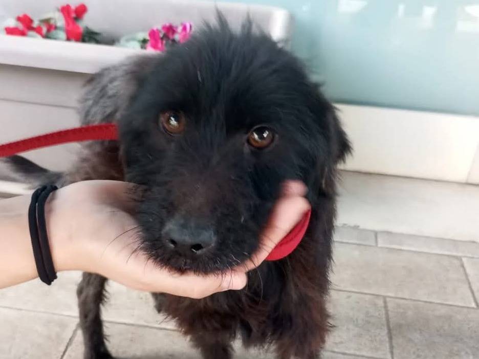 Adozione cane, maschio, Razza sconosciuta Razza sconosciuta, 1 anno, taglia piccola, Palermo