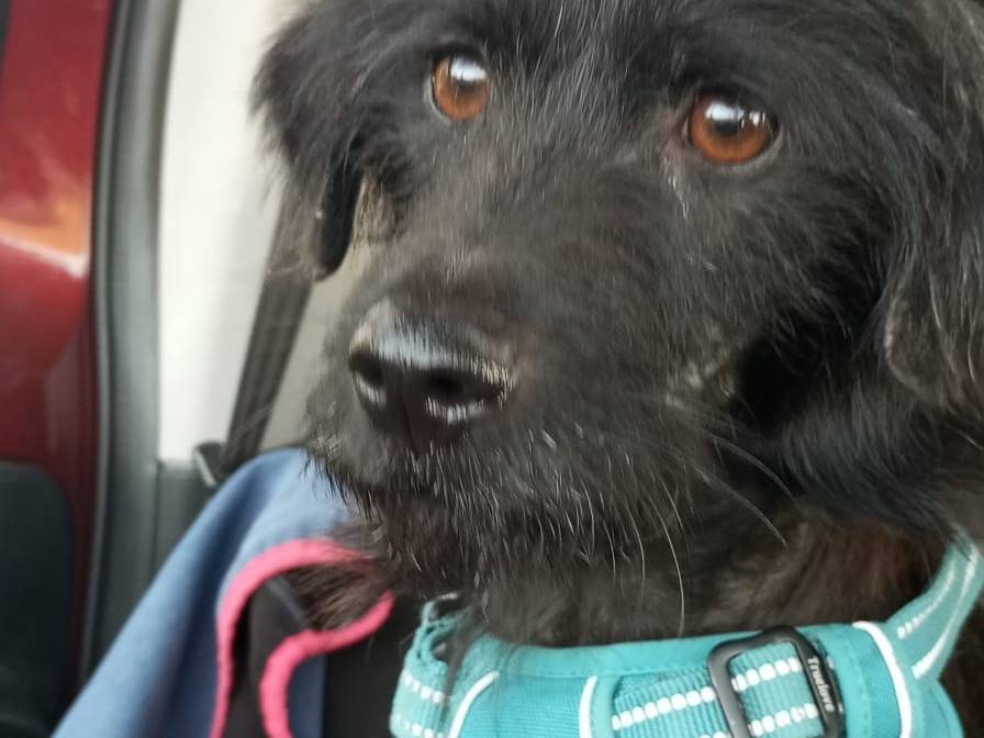 Adotta un cane, maschio, 1 anno, Palermo