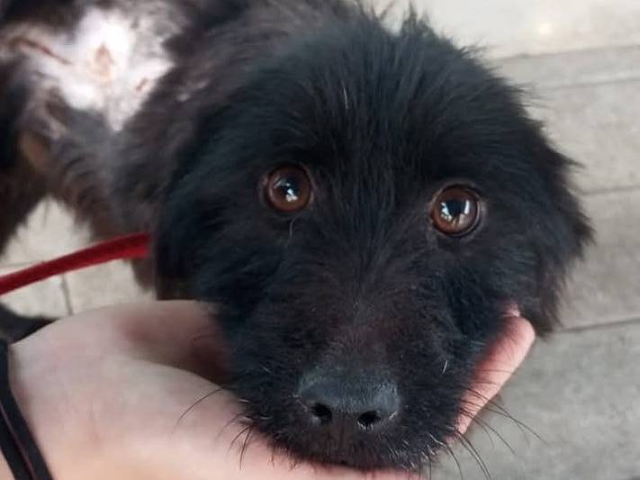 Adotta un cane, taglia piccola, maschio, Palermo