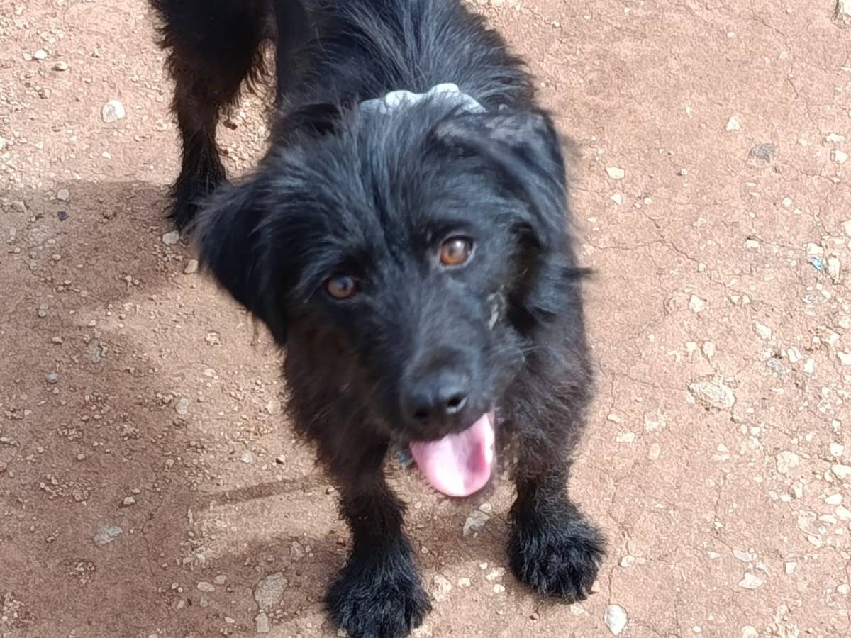 Vuoi adottare un cane a Palermo?